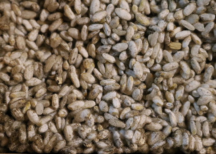 どっしりした呑み口になる「黒麹」