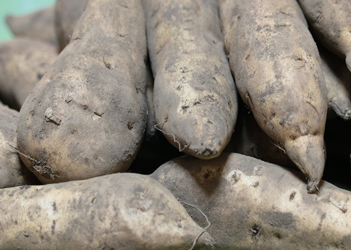 圧倒的な人海戦術！「選別・芋切り」