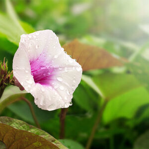 さつまいも サツマイモの芋焼酎を造る時に必ず行う 発酵 とは どんなもの 知っているようで知らないサツマイモの芋焼酎の発酵の話 一次発酵 二次発酵とは 五島商店 佐藤の芋屋