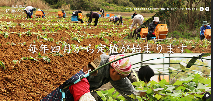 有機栽培した安納芋が買える通販