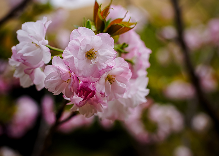 五島の桜の名所での桜