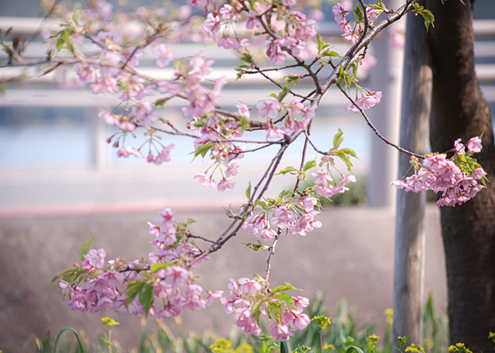 五島の桜は3月下旬～4月上旬