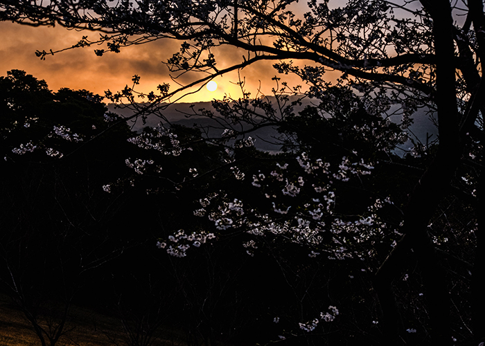 五島の桜の美しさは雄大な自然とのコントラスト
