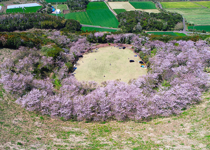 満開の桜の箕岳園地