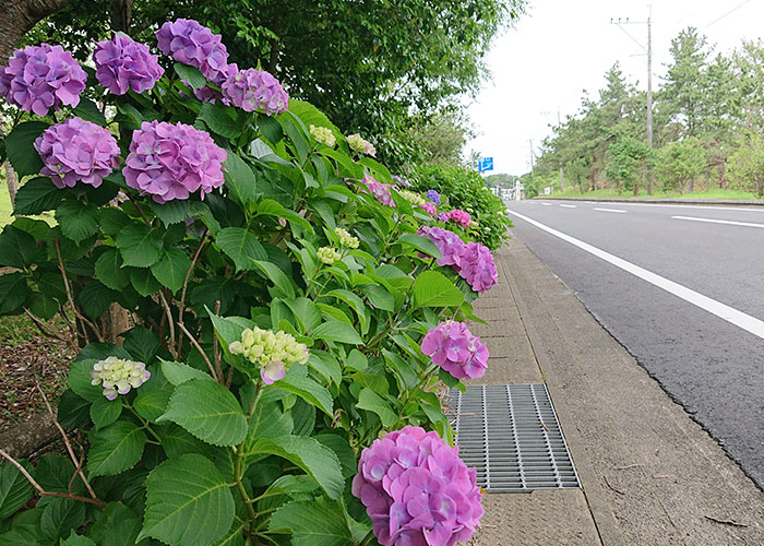 五島・福江島に今年も梅雨の季節がやってきました！アグリ・コーポレーションは現在、定植真っ最中です！定植の時期は雨が厄介なのです。梅雨の時期の楽しみ方を紹介します！