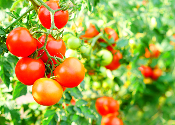 同僚からのトマトのお裾分け