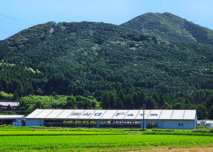 最近、五島・福江島では色々な場所に牛舎が増えています！福江島の中心に位置する山内エリアの美味しいとSNSで評判の山口Farmへ行ってきた！五島牛の美味しさと希少価値とは？