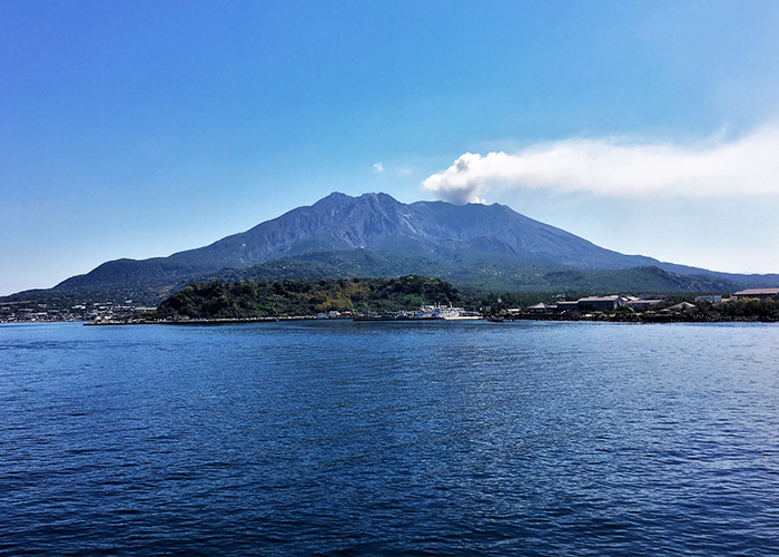 紫芋は鹿児島や沖縄で盛んに栽培された