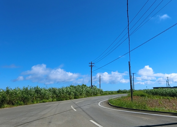 紅芋と沖縄県