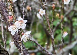 閉校跡地(平成小学校跡地)を活用したジビエ料理が食べられる「夢の駅(五島列島・福江島)」。ランチだけでなく、雑貨も見て買って楽しめるフラッと