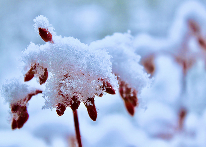 粉雪さつまいも-粉雪イメージ