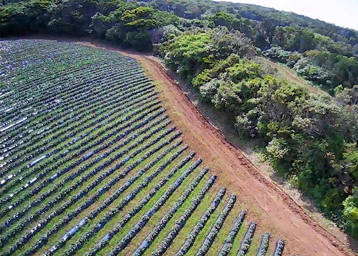 さつまいも栽培で重要なのは苗-マルチ栽培ドローン撮影