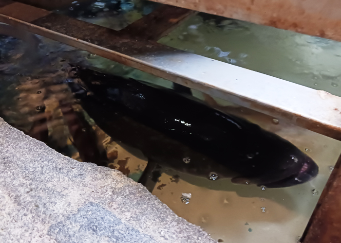 いけす割烹 心誠　生け簀のクエ