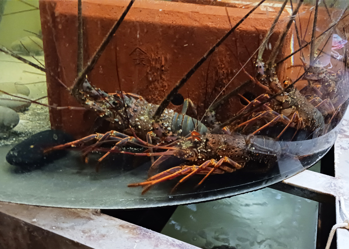 いけす割烹 心誠　生け簀の伊勢海老