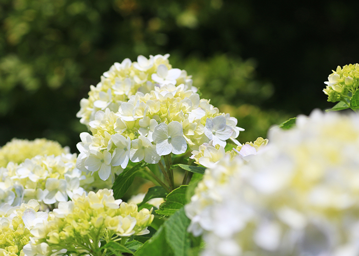 夏のさつまいも大調査-紫陽花