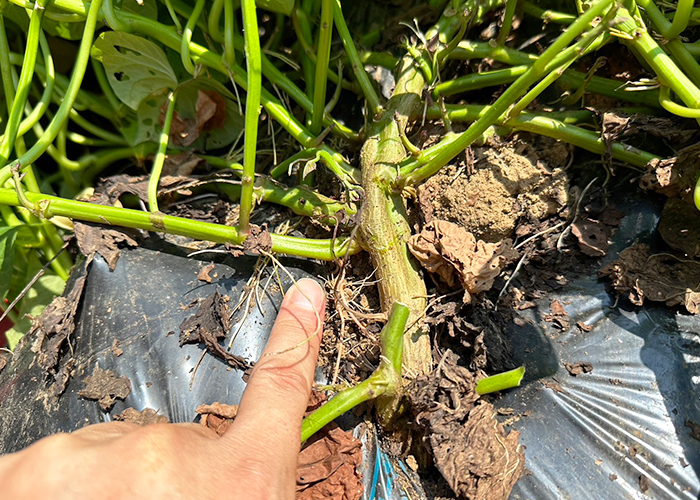 さつまいもの試し掘り-今年は茎が太い