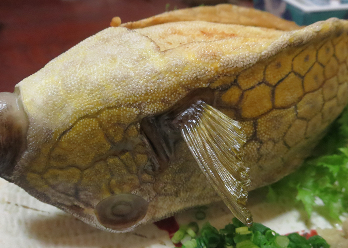 ハコフグ（冬季）といった五島ならではの魚