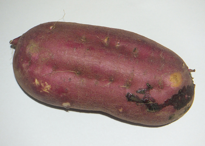 胃腸を整えるヤラピンと食物繊維