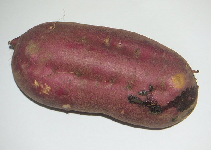 さつまいも特有の成分ヤラピンとレジスタントスターチ