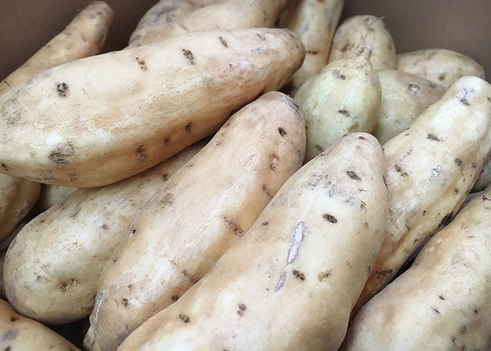 芋焼酎の主原料はさつまいも品種「黄金千貫」