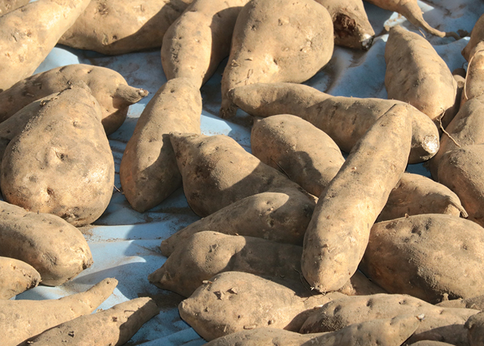 黄金千貫の特徴とは