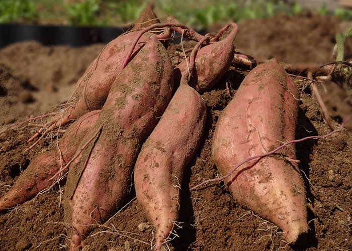 焼き芋のような甘さ「紅はるか」