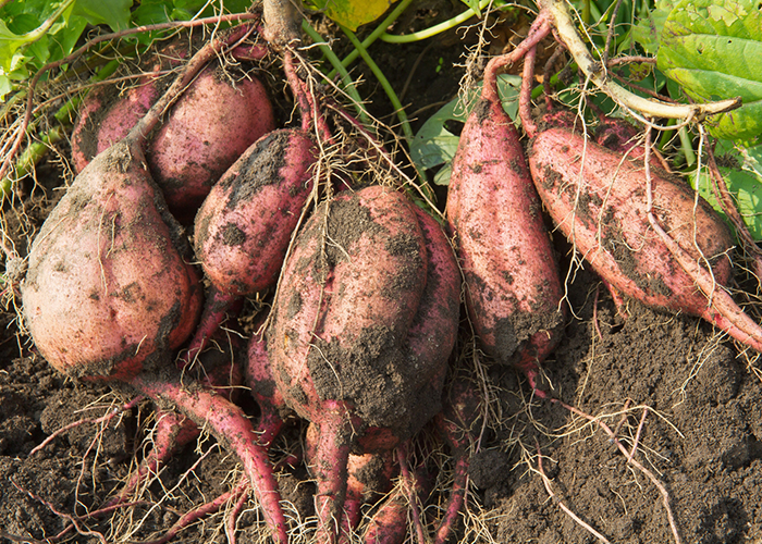 蜜のような甘さ「安納芋」