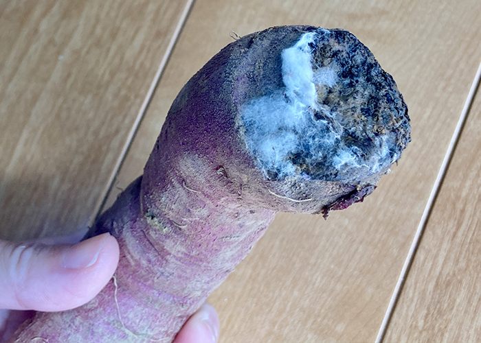 さつまいも｜切った断面が黒く変色した場合