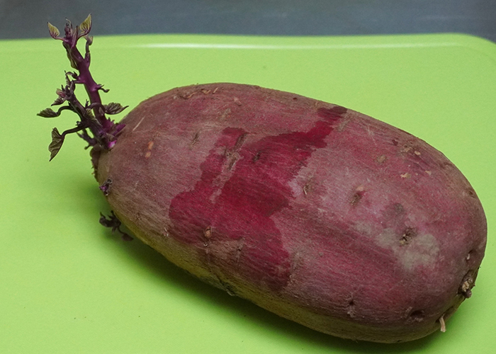芽が出たさつまいもは食べられる