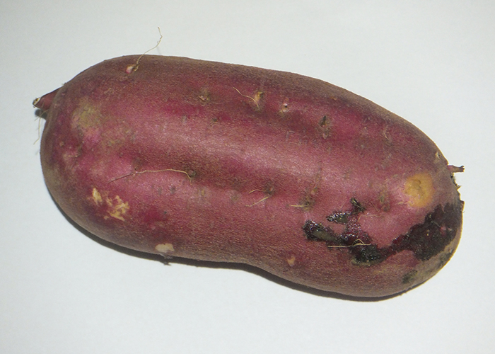 さつまいも独自成分「ヤラピン」