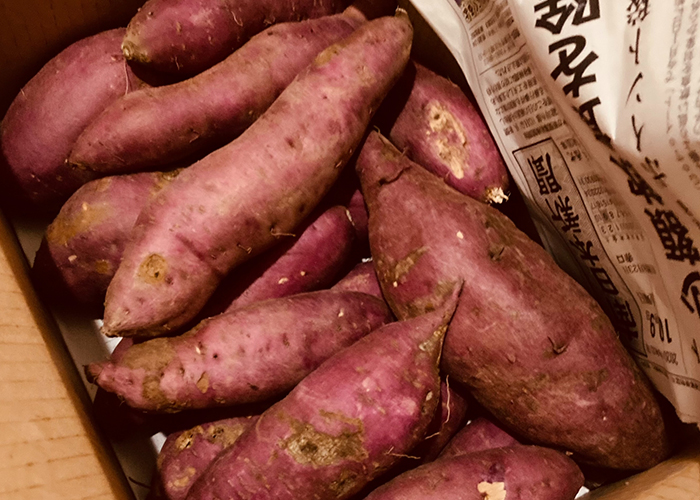 焚き火の焼き芋がもっと美味しくなる3つのコツ-さつまいもの糖度を上げる為の熟成期間