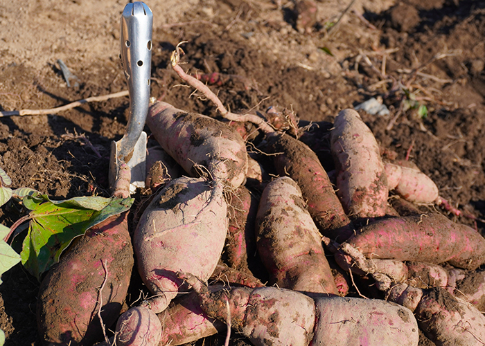 さつまいも収穫　芋を傷つけないように周りから掘る