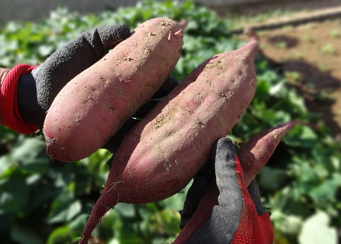 収穫したさつまいも　追熟で糖度をアップさせるコツ