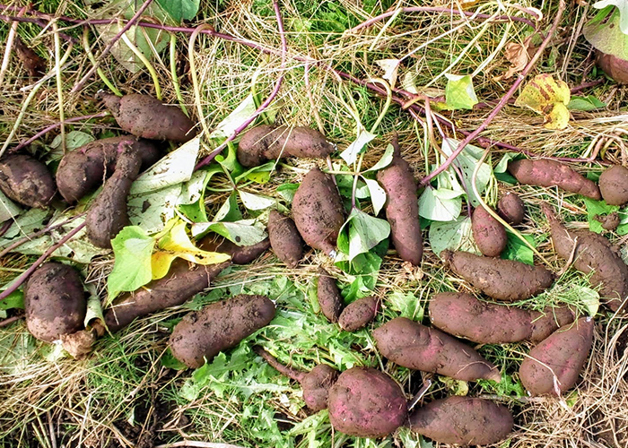 さつまいも　収穫が早すぎるとどうなる？