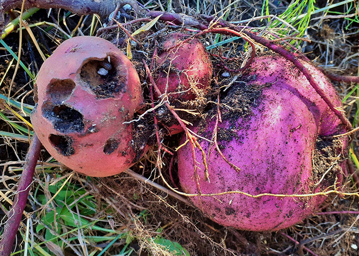 さつまいも　収穫が遅すぎるとどうなる？