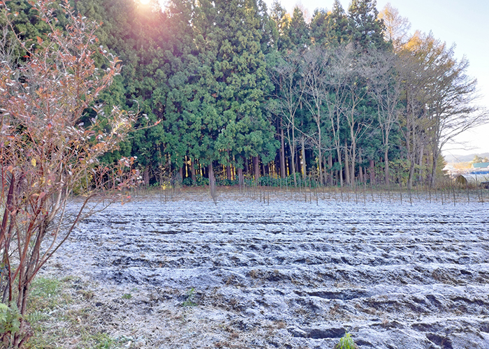 さつまいも収穫見極めサイン2 霜が降りる前
