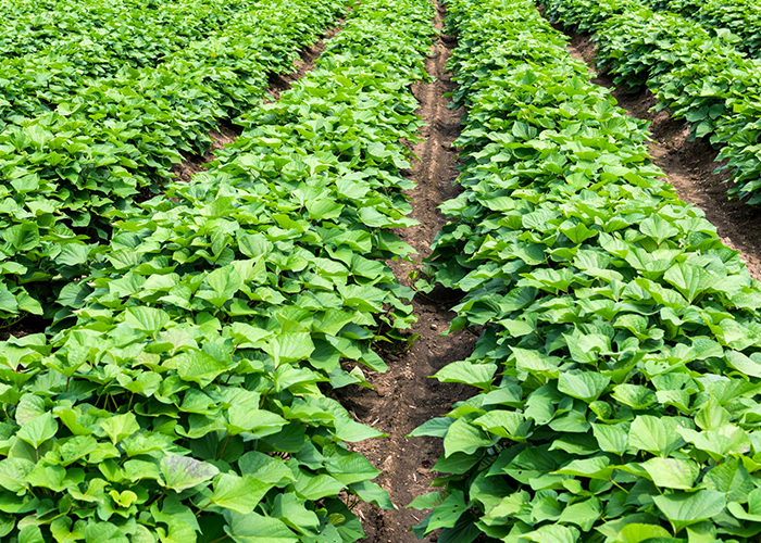 さつまいも収穫見極めサイン3 植え付けから120日以上経過