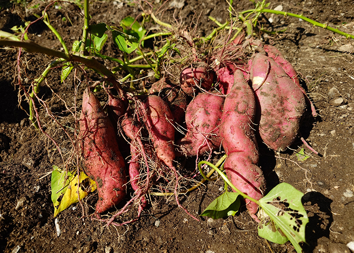 さつまいもの家庭菜園では試し掘りが確実