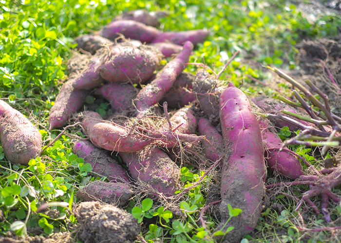 さつまいも収穫はよく晴れた日に行う