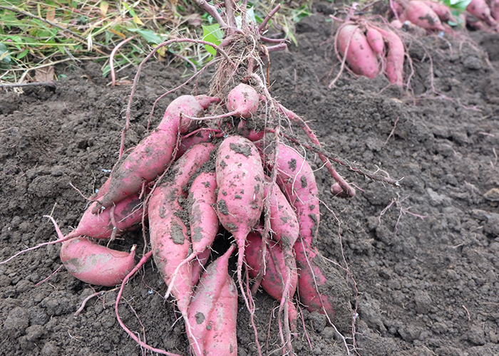さつまいも　関東など温暖地の収穫時期