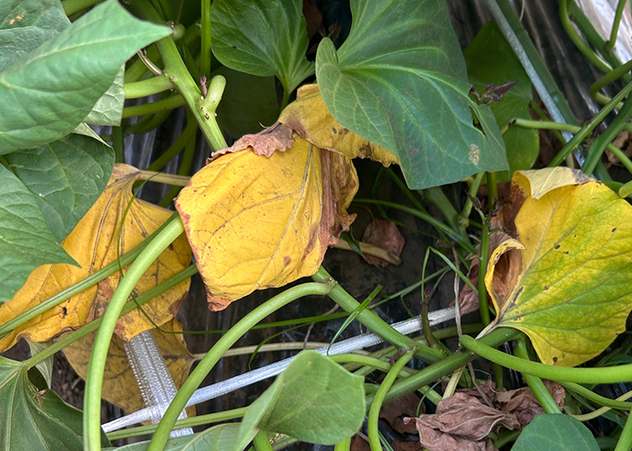 さつまいも収穫見極めサイン1 葉が黄色く枯れてきた