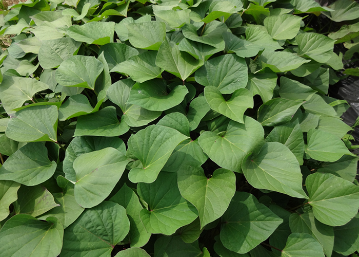 さつまいも植え付けからの日数で見る収穫時期の目安