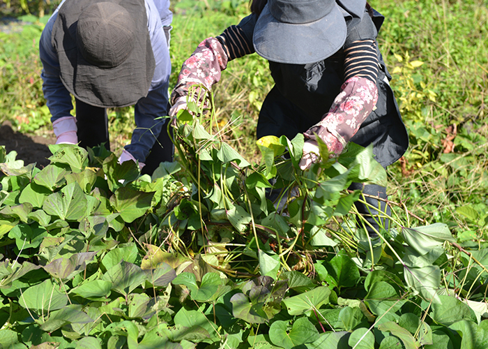 さつまいも収穫まずはツルを刈り取る