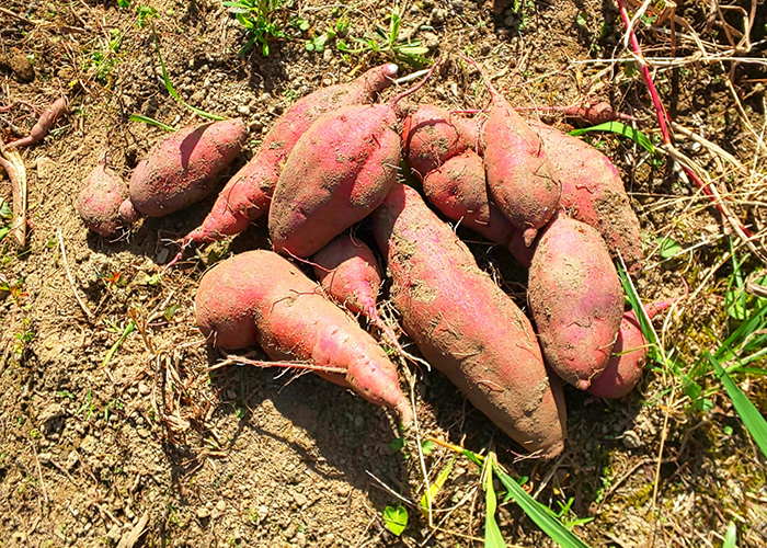 さつまいも　東北など寒冷地の収穫時期