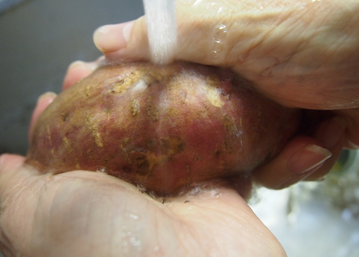 安納芋を丁寧に洗う