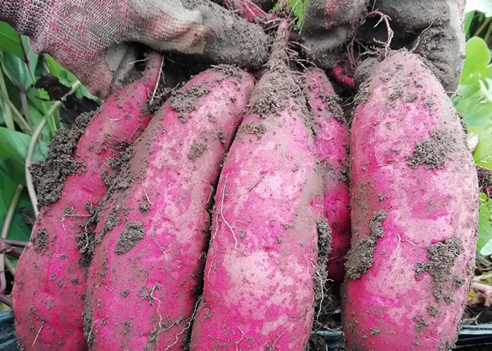 美味しい紅はるかの見分け方-形で選ぶ、ふっくらしたものがおすすめ