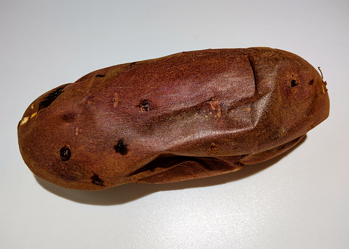 コンビニ焼き芋の魅力