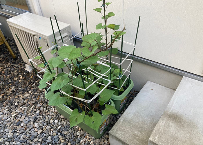 畑とプランターでの栽培方法の違い