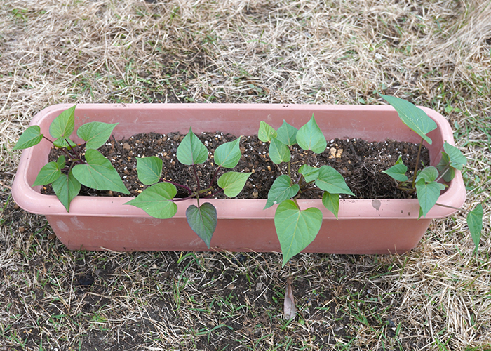 プランター栽培で準備するもの