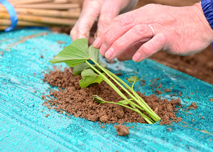 手軽にできる斜め植え